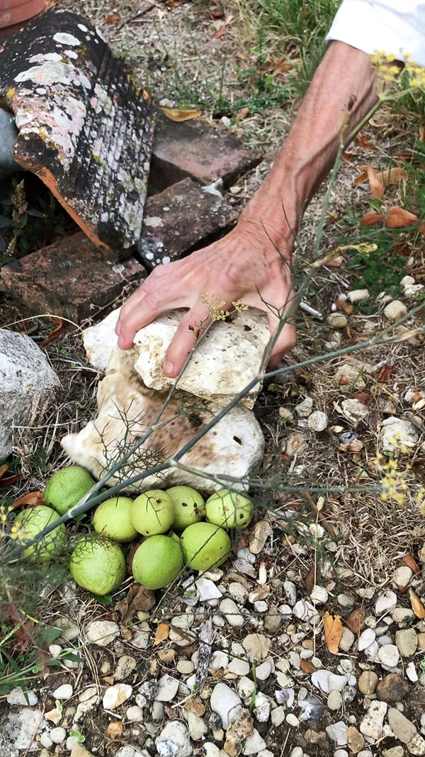 Abraham Cruzvillegas - La Señora de Las Nueces