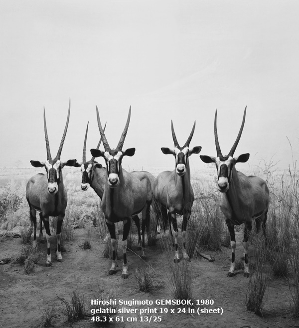 Hiroshi Sugimoto, GEMSBOK, 1980
gelatin silver print
19 x 24 in (sheet)
48.3 x 61 cm
13/25