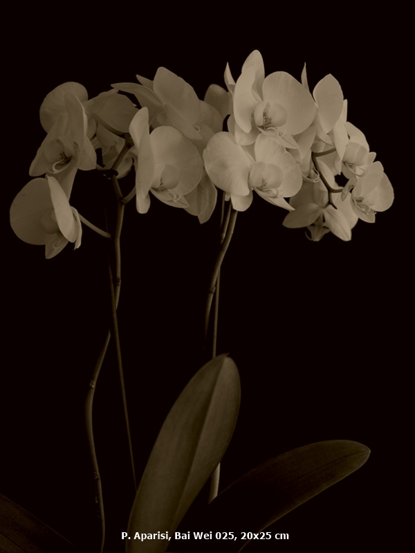 P. Aparisi, Bai Wei 025, 20x25 cm