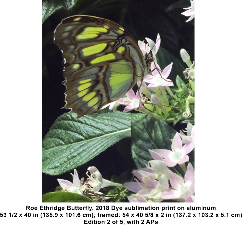 
Roe Ethridge
Butterfly, 2018
Dye sublimation print on aluminum
53 1/2 x 40 in (135.9 x 101.6 cm); framed: 54 x 40 5/8 x 2 in (137.2 x 103.2 x 5.1 cm)
Edition 2 of 5, with 2 APs

