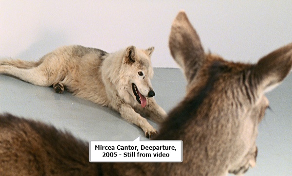 Mircea Cantor, Deeparture, 2005 - Still from video