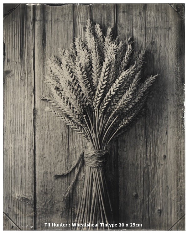 Tif Hunter : Wheatsheaf
Tintype
20 x 25cm