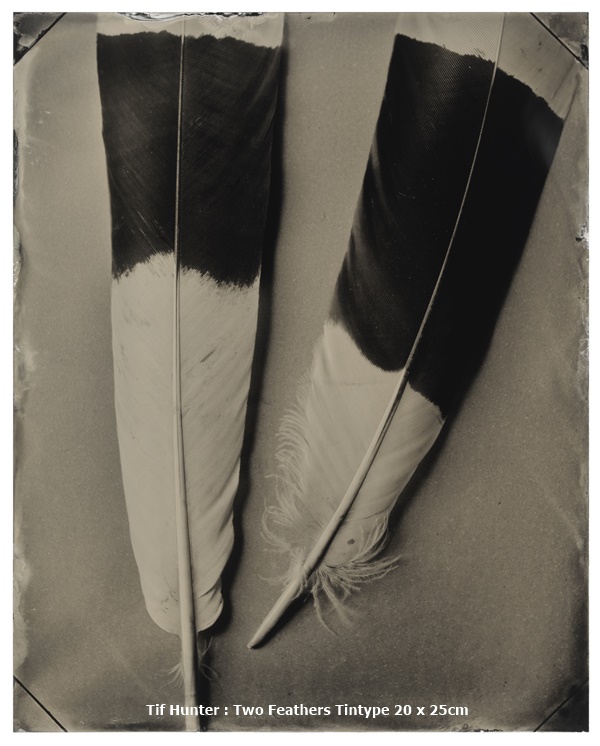 Tif Hunter : Two Feathers
Tintype
20 x 25cm