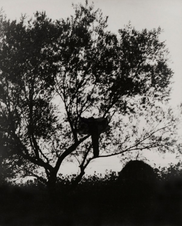 Ion Grigorescu