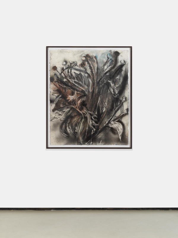 Jim Dine : The Botanical Drawings