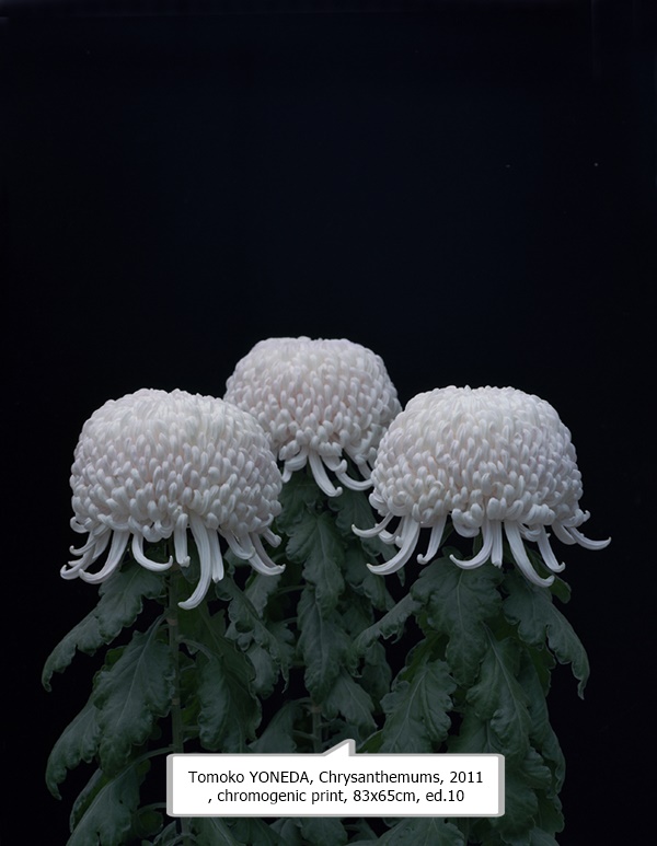 Tomoko YONEDA, Chrysanthemums, 2011, chromogenic print, 83x65cm, ed.10